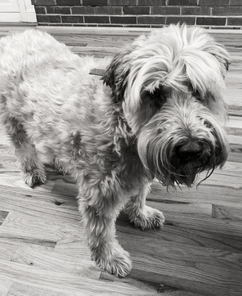 Asha