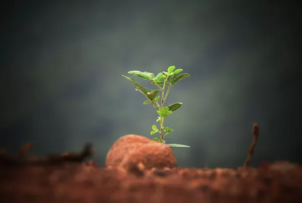 Customized Data Entry Services Solution Supporting the Building of Personalized Seeds for a Biotech Company